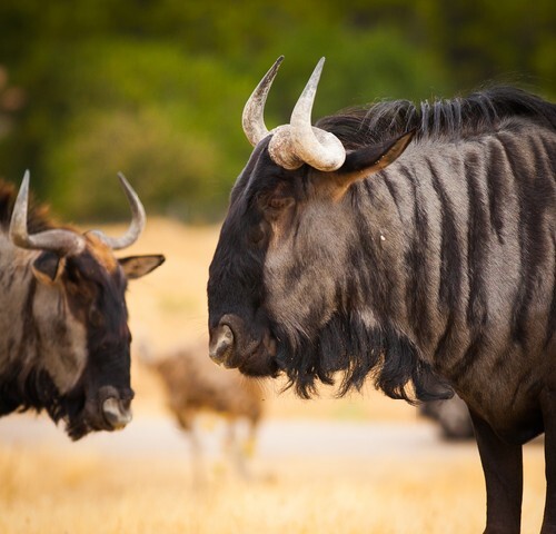 African wildebeest portrait